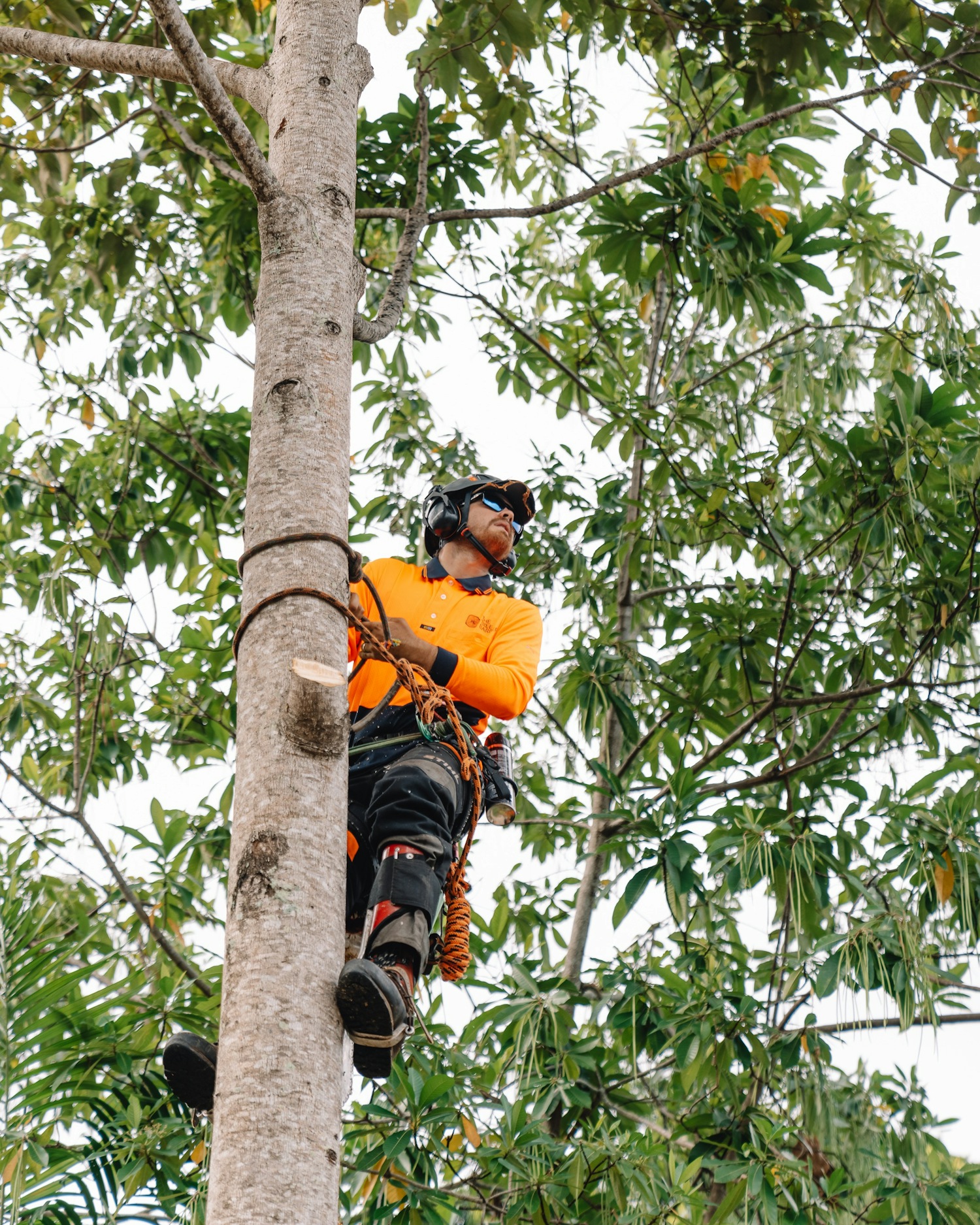 The Tree Barber | Cairns QLD