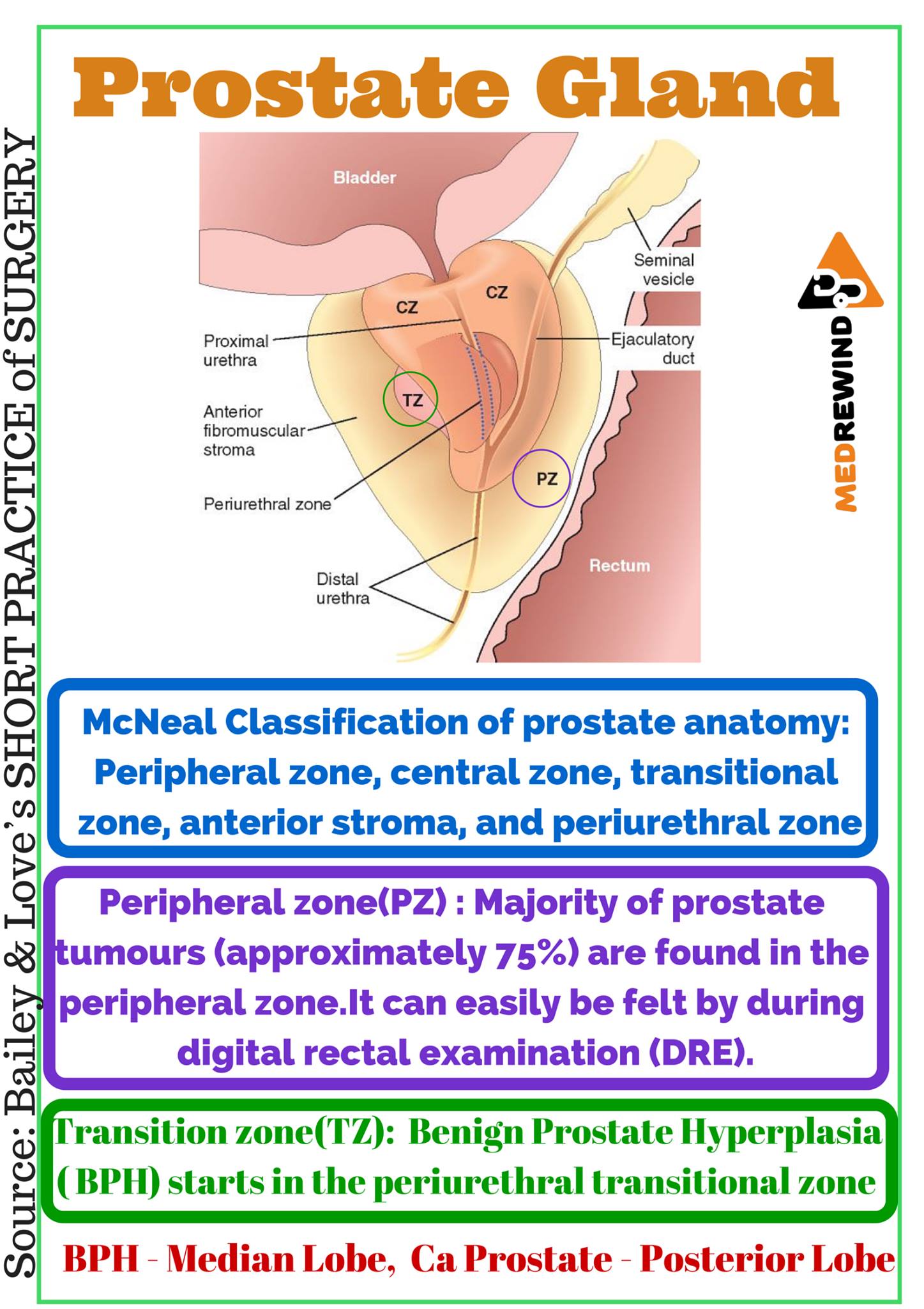 Prostate Gland Anatomy