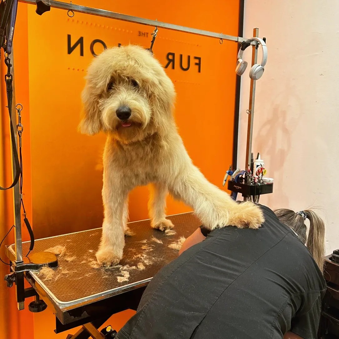 The Fur Salon by Rufus & Coco | Sydney NSW
