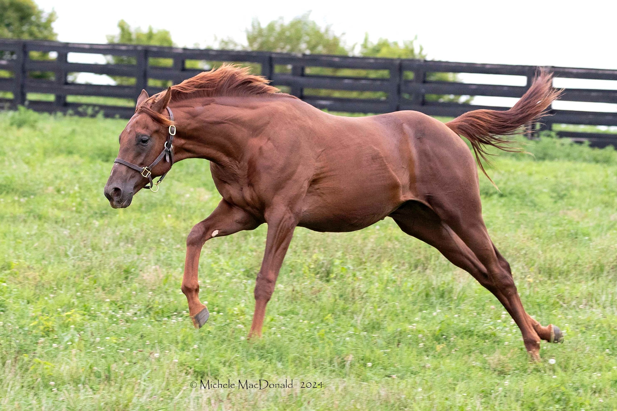 The wait won't be long — Golden Boi's first babies hit the track