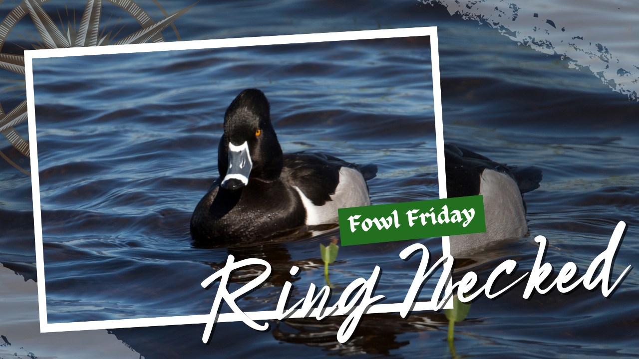 Fowl Friday! 🦆 During... - Fish Point Wildlife Association | Facebook