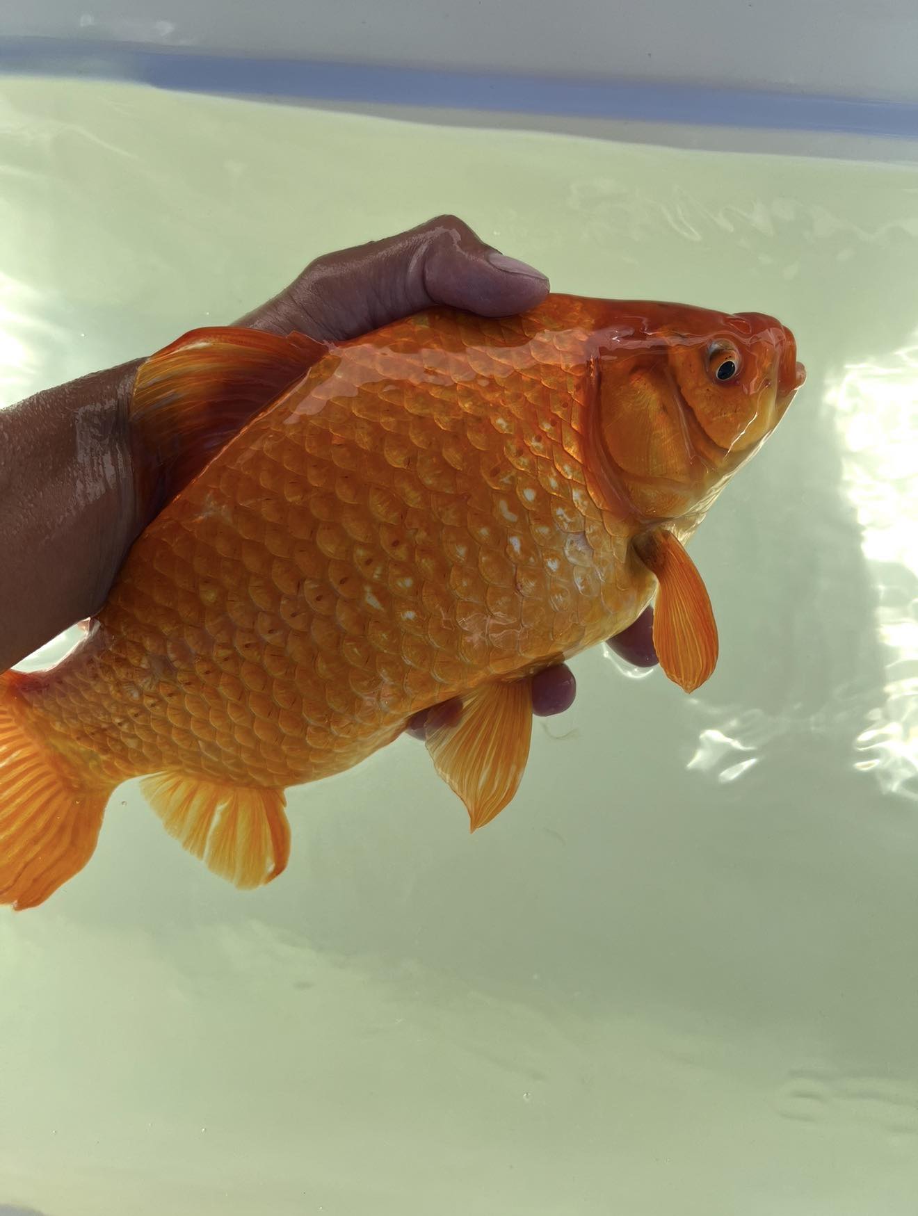 Goldfish are one of the world's worst invasive species