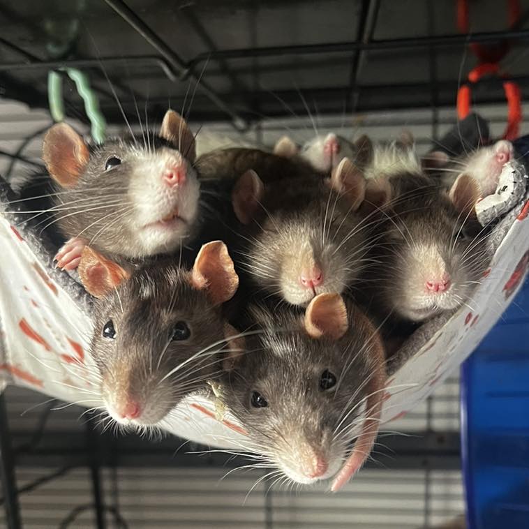 White Rose Rattery