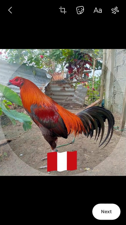 Ramon Isabela peruvian breeder | Facebook