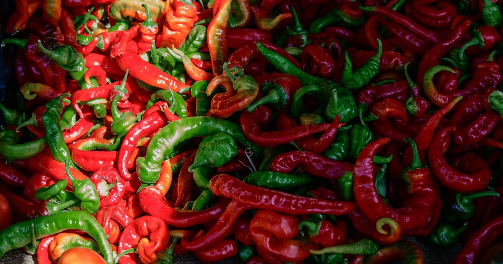 Chilli - 🌶️ Did you know? Chilli peppers are not just spicy, they're ...