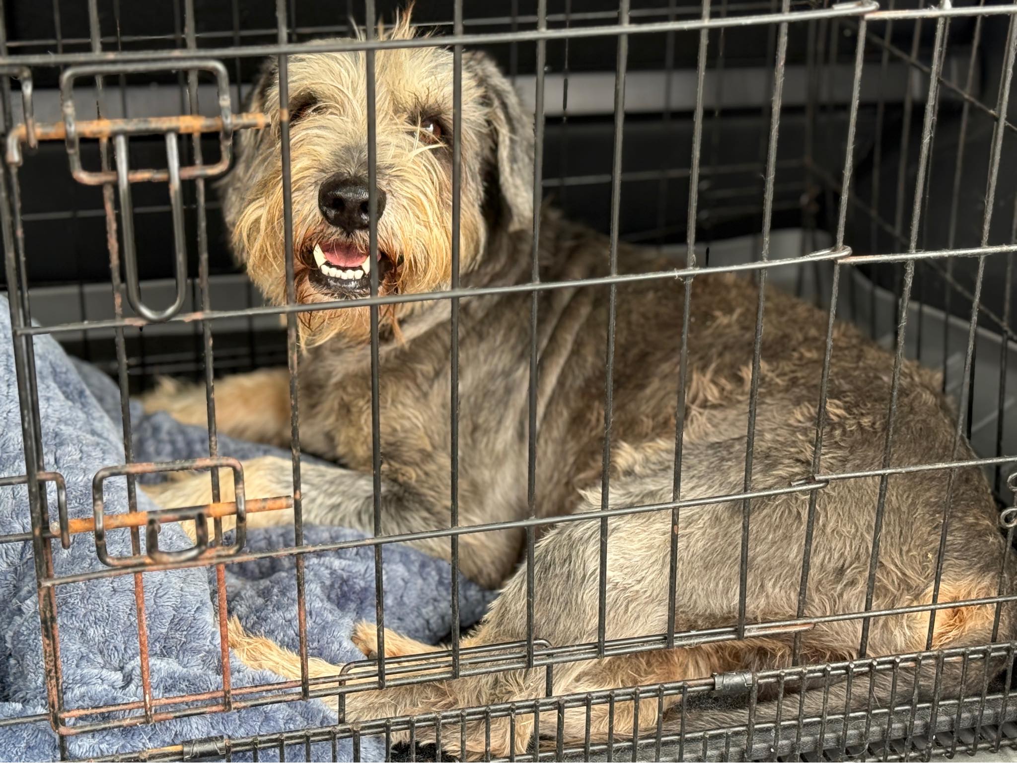 Poor dog has been stuck in Medina... - Tracy’s Paws Rescue | Facebook
