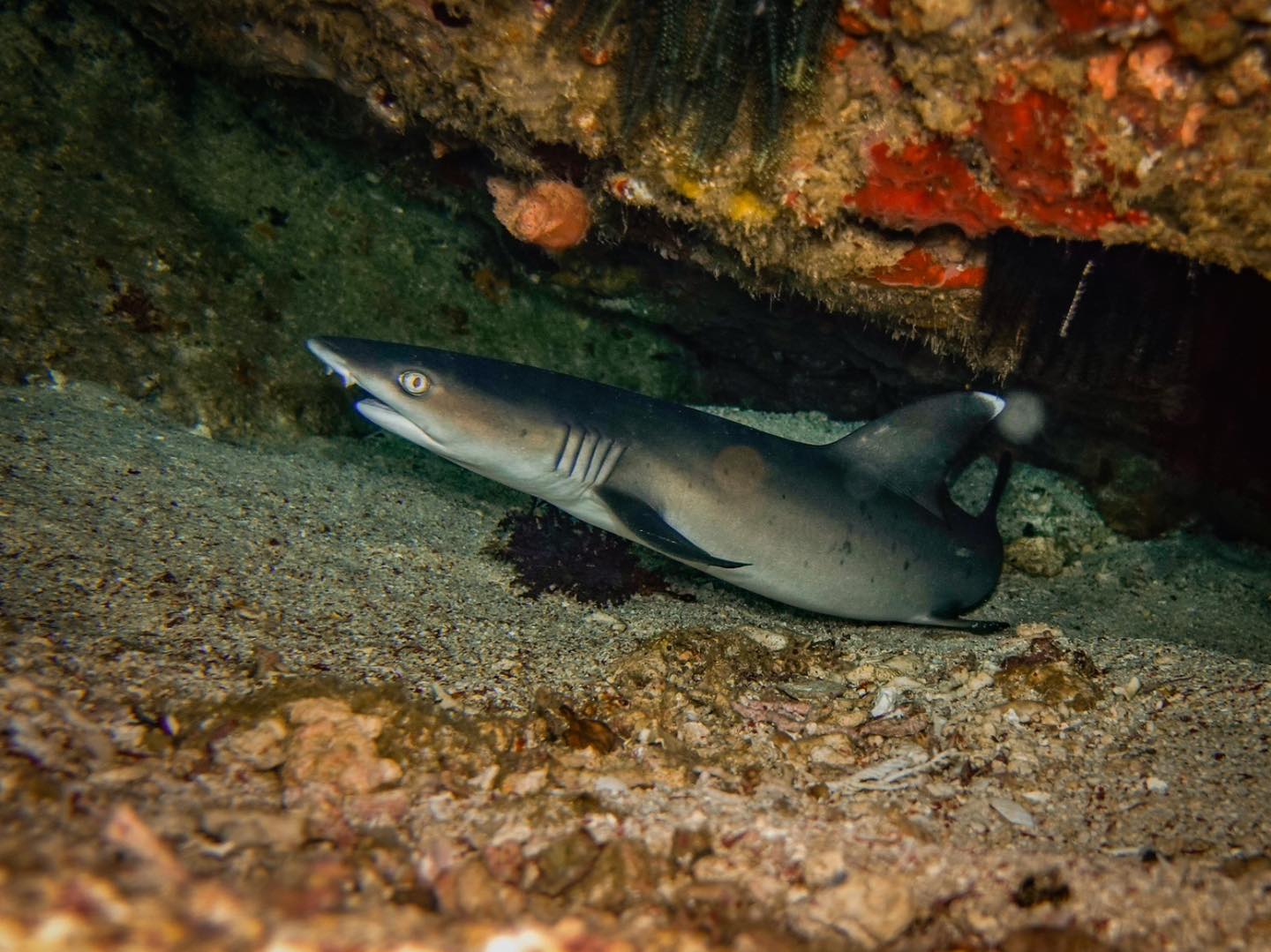 Rote Dive Adventures