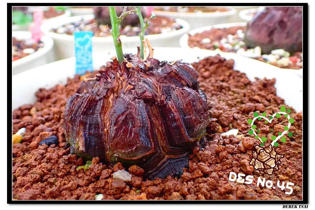 Derek - 所剩不多 #南非龜甲龍 #Dioscorea_elephantipes #交種龜 #南龜X扁平龜 #Dioscorea ...