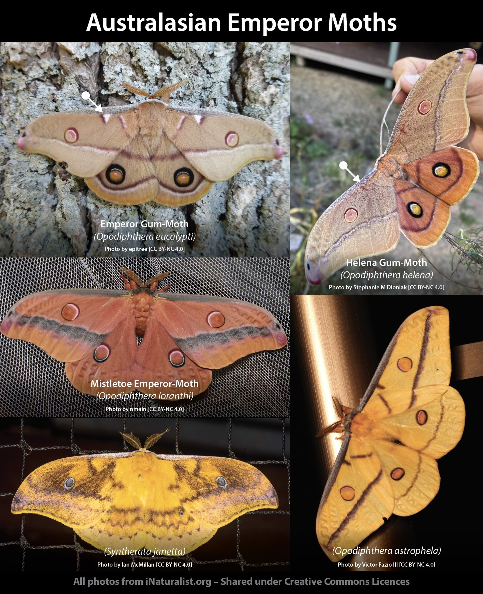Australian - BACK ON-THE-WING Australia has a few similar-but-different ...