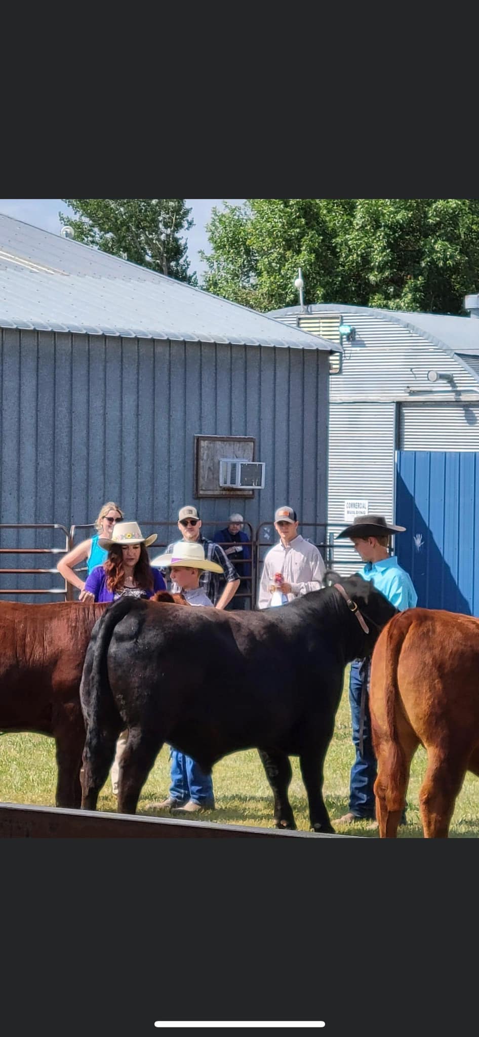 Bar JV Angus | Fairview MT