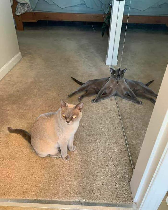 Reed the Cat