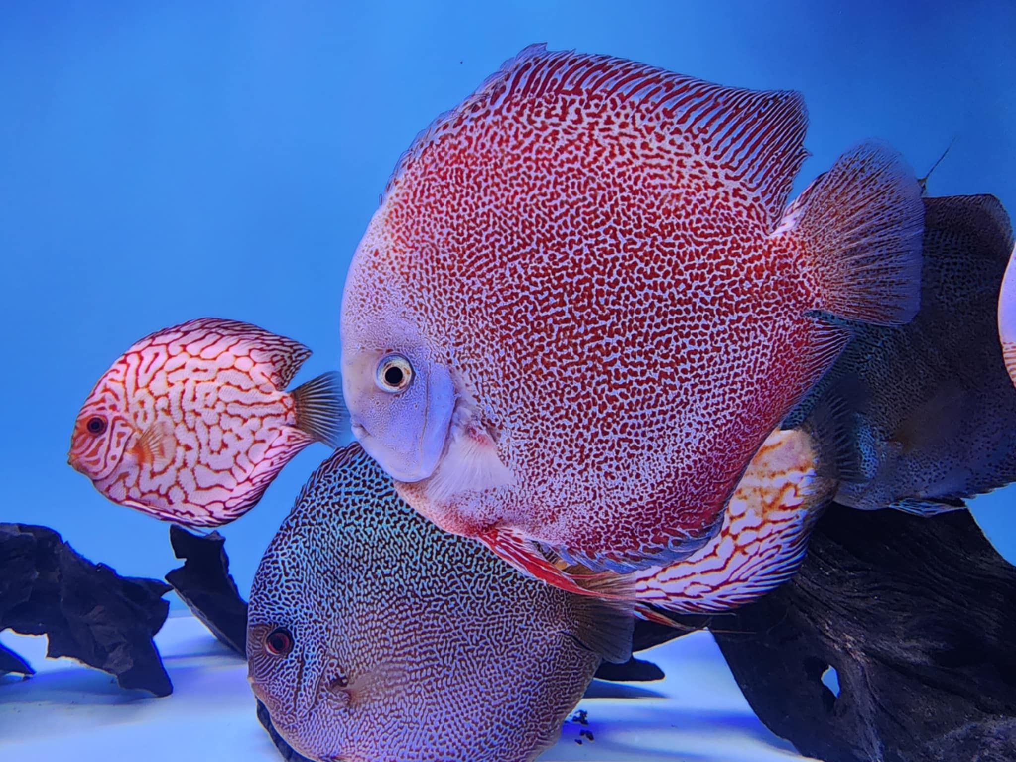 Georgia Discus | Atlanta GA