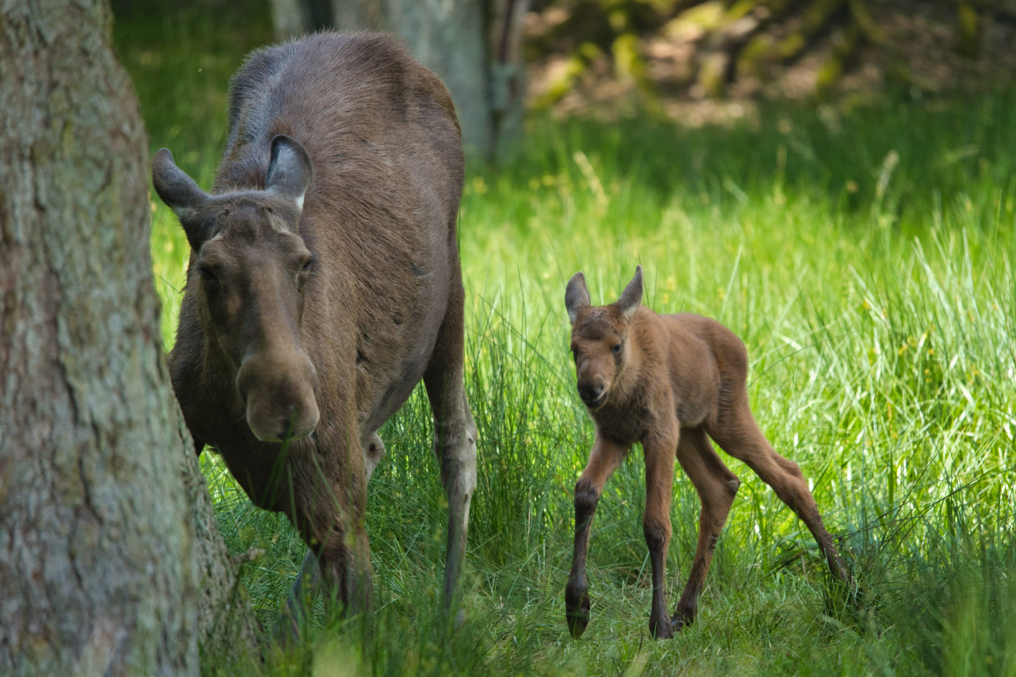 Elsegrafie - 🫎😢 Im @wildparkmueden gab's an meinem Geburtstag Nachwuchs ...