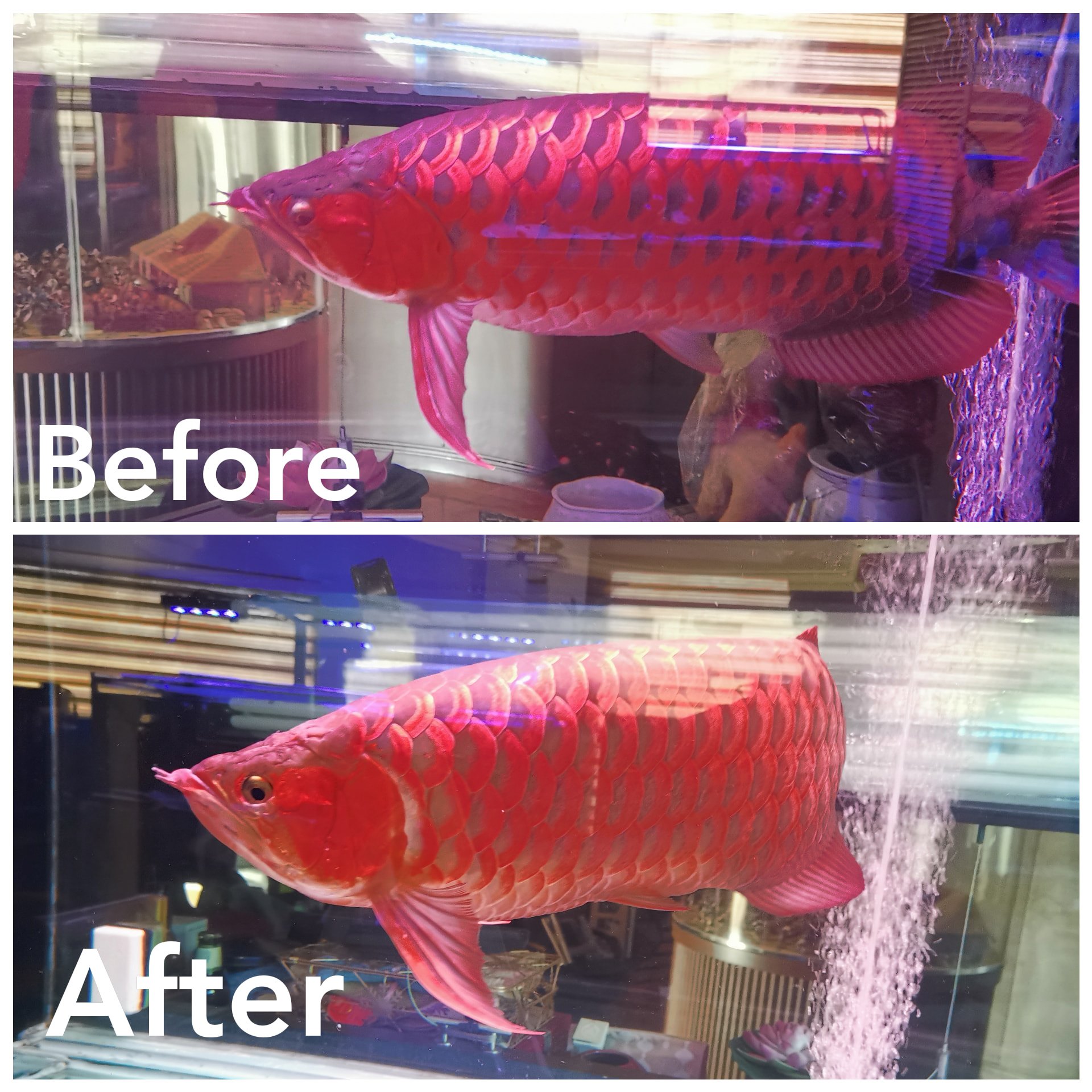 Ani mall - Today, this 65cm RDC super red arowana had a...