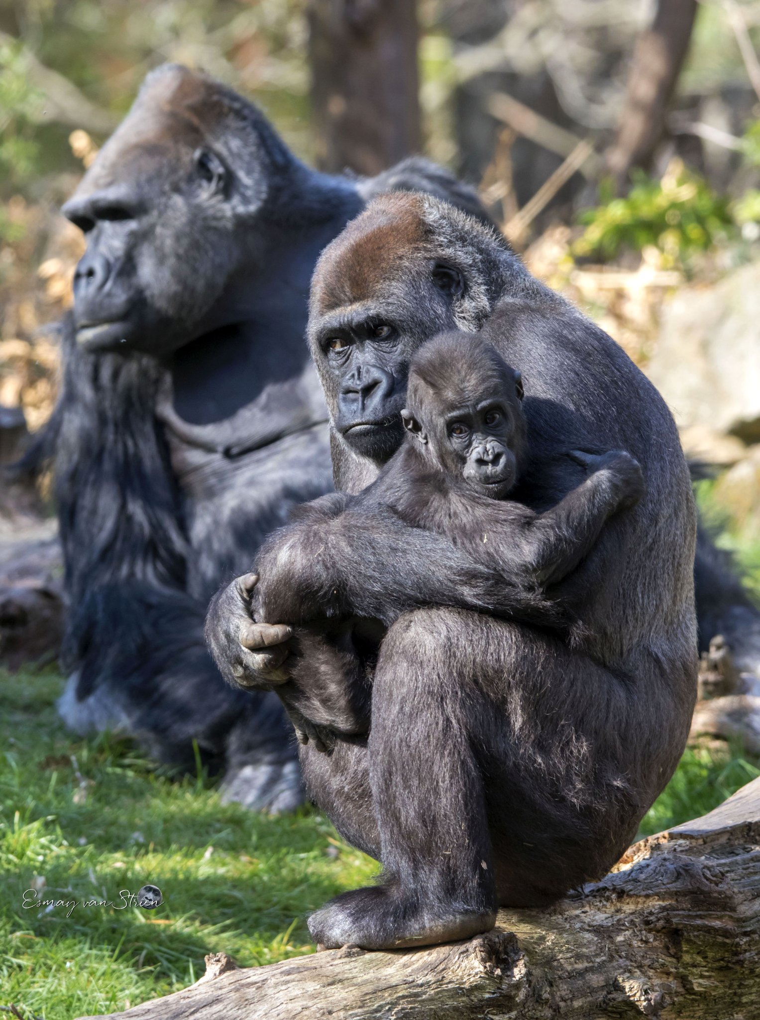 A couple more of the new Gorilla