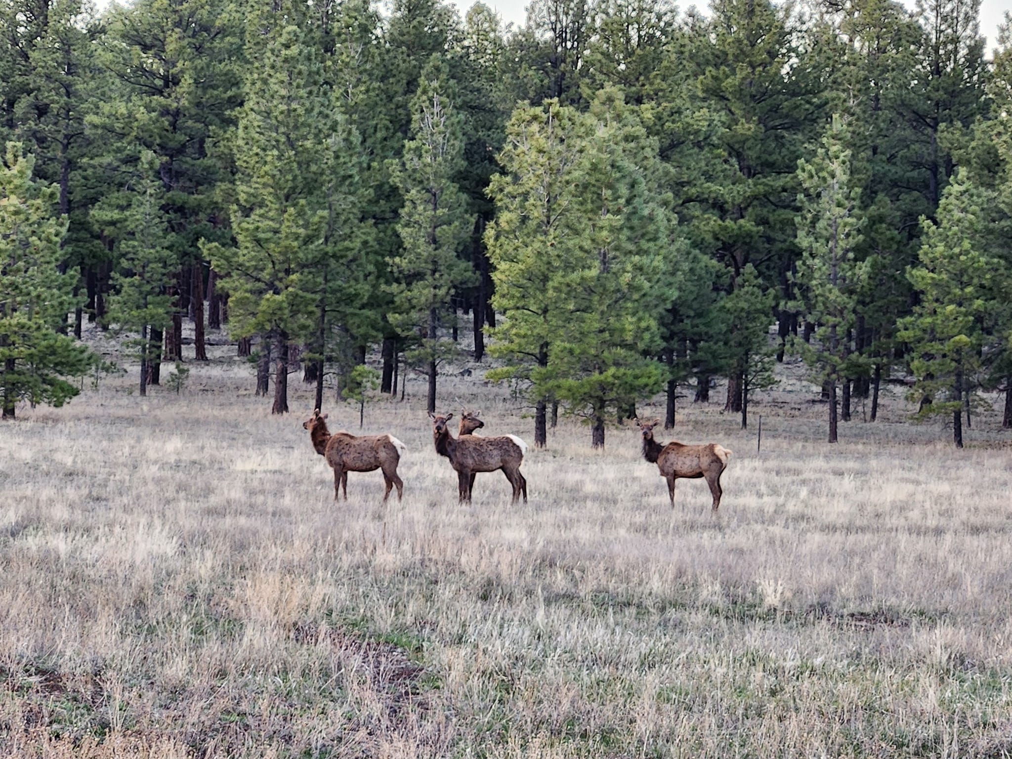 Greer Ranch Retreat | Greer AZ
