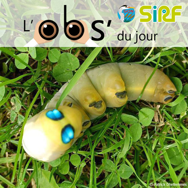 🦋🦋🦋 Le 28 septembre dernier, Patrick Dhellemmes est appelé par une amie ...