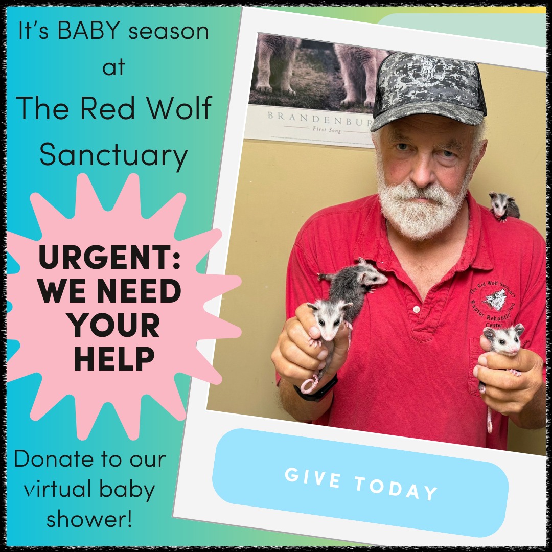 Every baby rescued at Red Wolf... - Red Wolf Sanctuary | Facebook