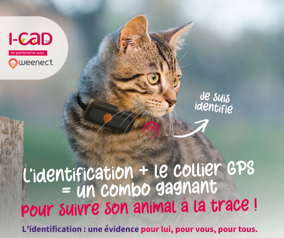 i-cad-non-la-puce-d-identification-de-votre-chien-ou-de-votre-chat