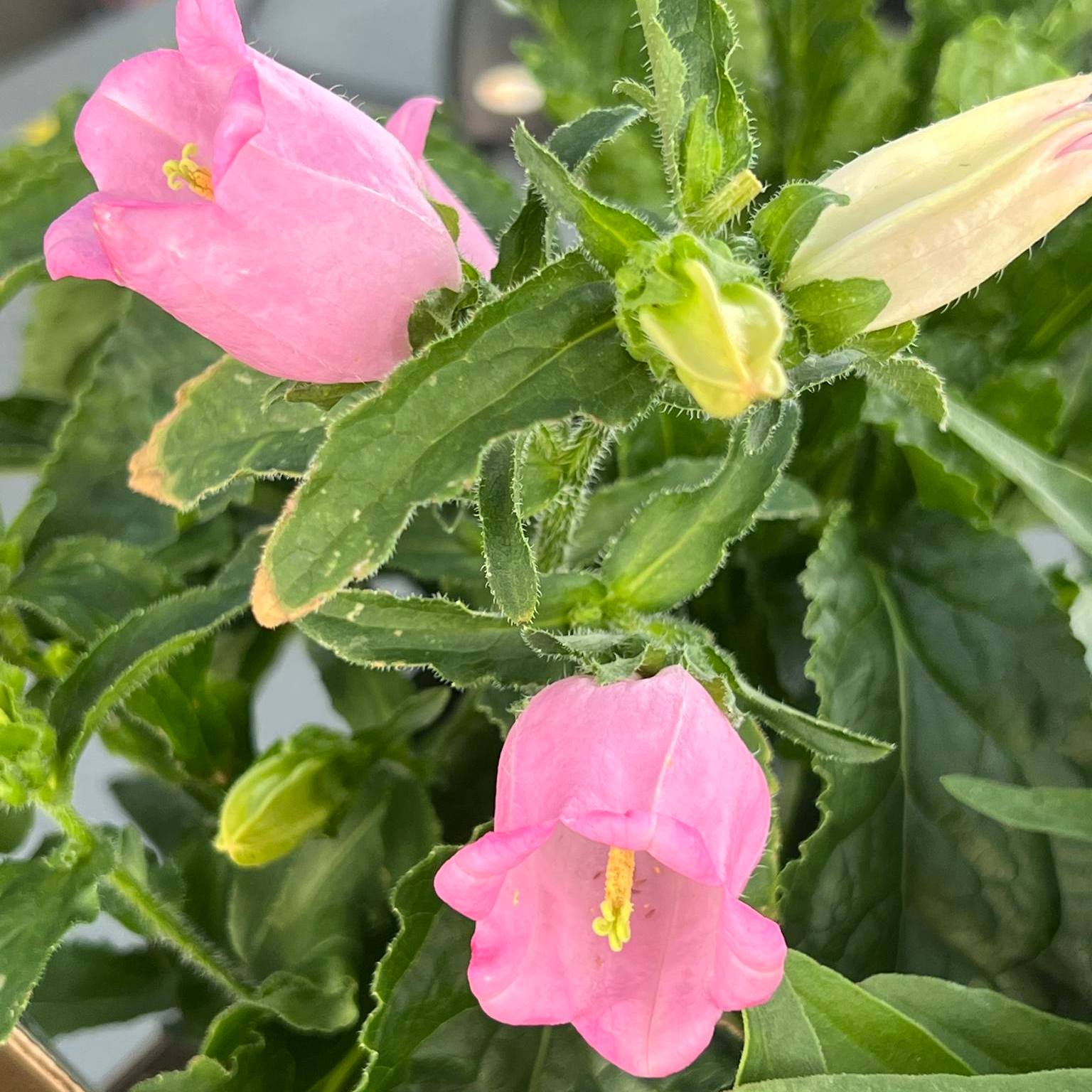What type of bell flowers are these in my garden?