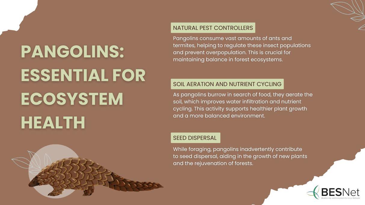 United - 💭 #DYK that by protecting pangolins, we're not just saving a ...