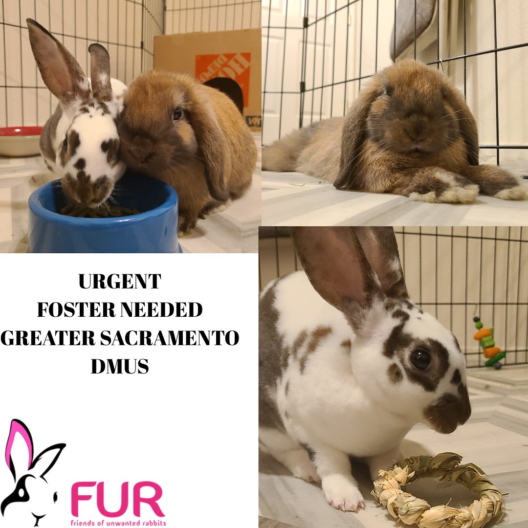 Friends - Friends, we need a foster for these darling bonded bunnies in ...