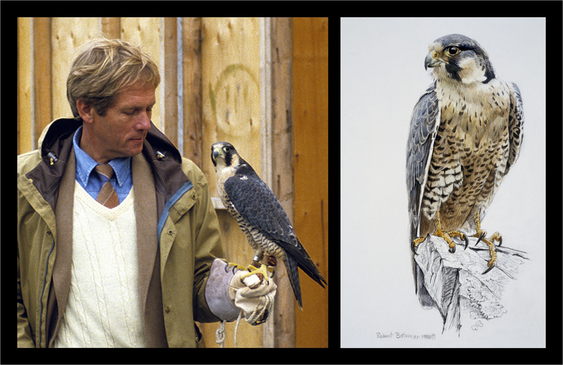 Robert - Left image is of Robert at a raptor sanctuary with a Peregrine ...