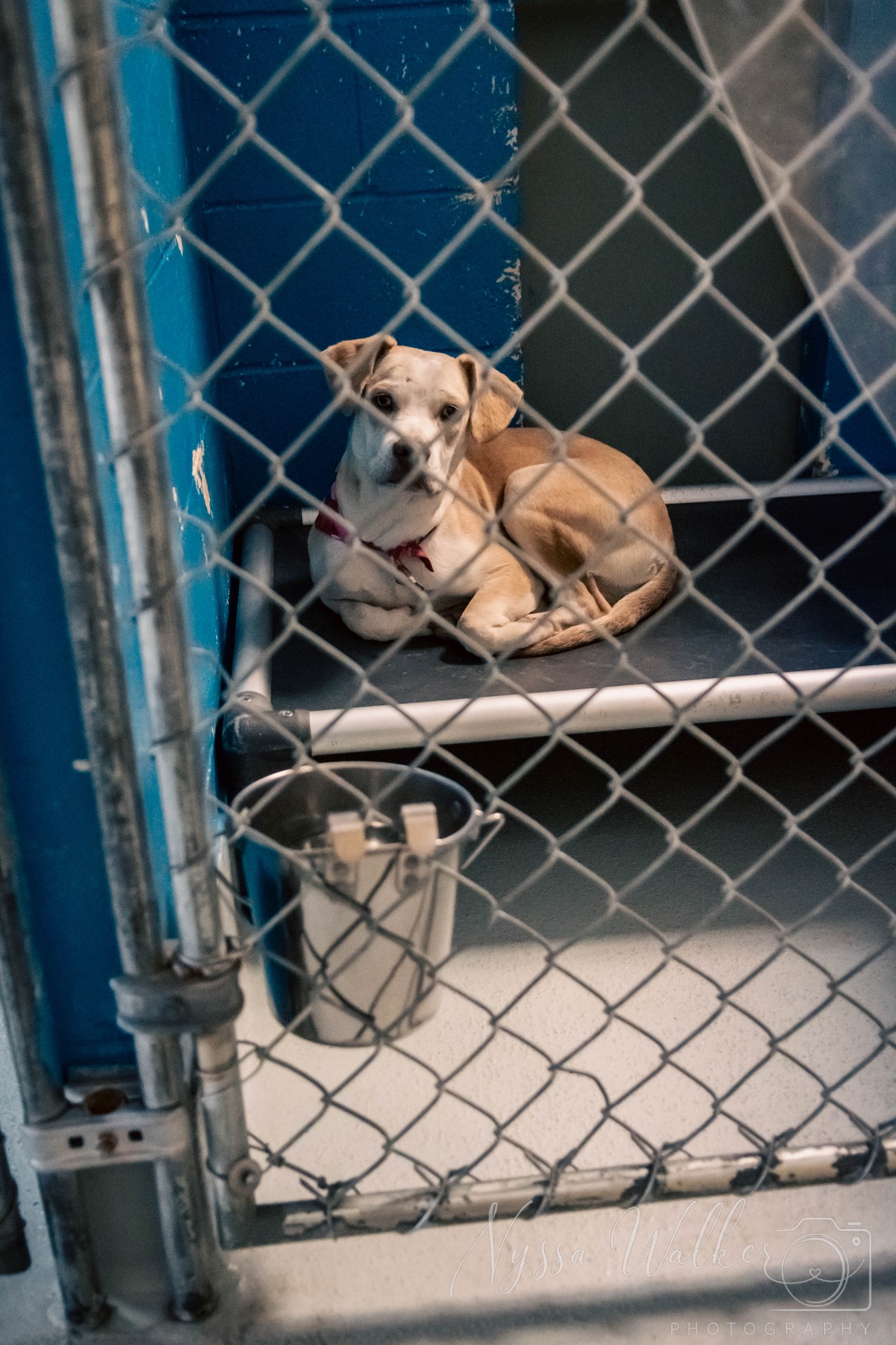 Nyssa - A180042 Located At: City of Tulsa Animal Welfare Description ...