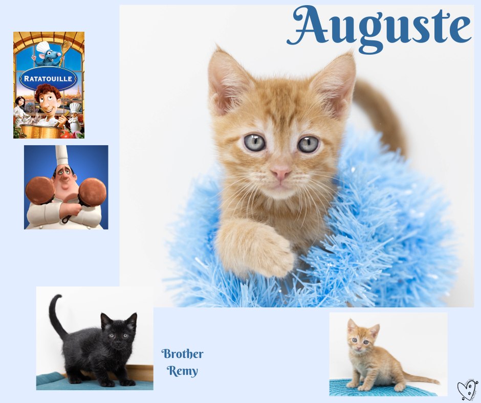 Four - ADOPTED Auguste! This sweet boy is a heart stealer! He is ...