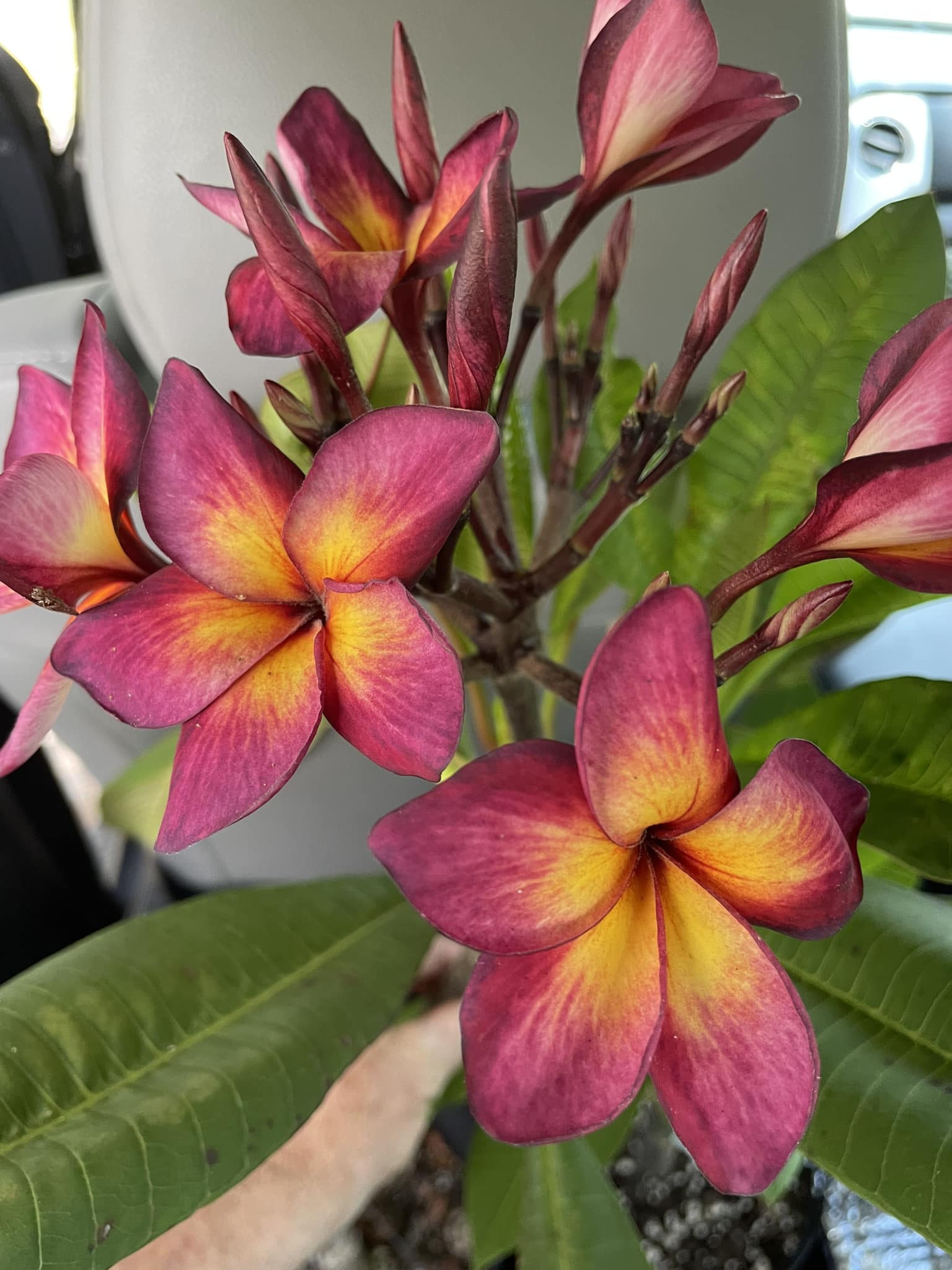 Jamaica Fire plumeria has started blooming ! ? by @georgestraw