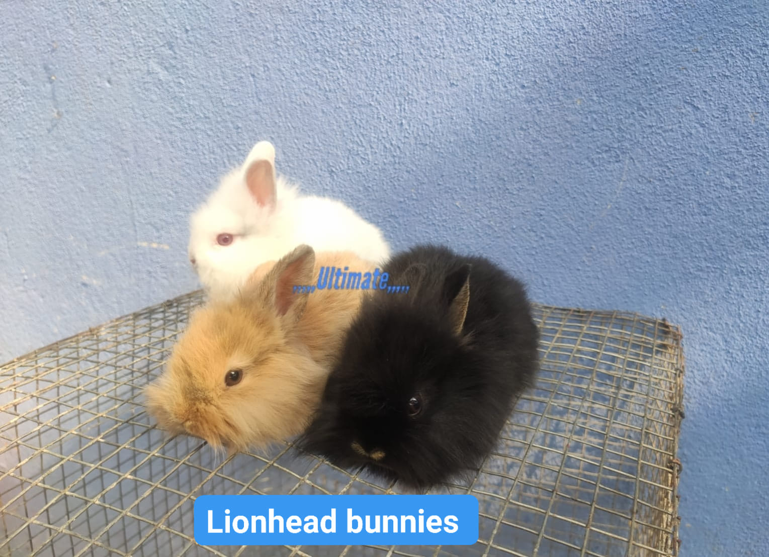 Rabbits & Cavies Exotic Breeds India