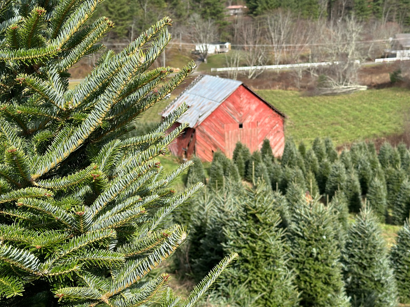 North Carolina... - North Carolina Christmas Tree Association