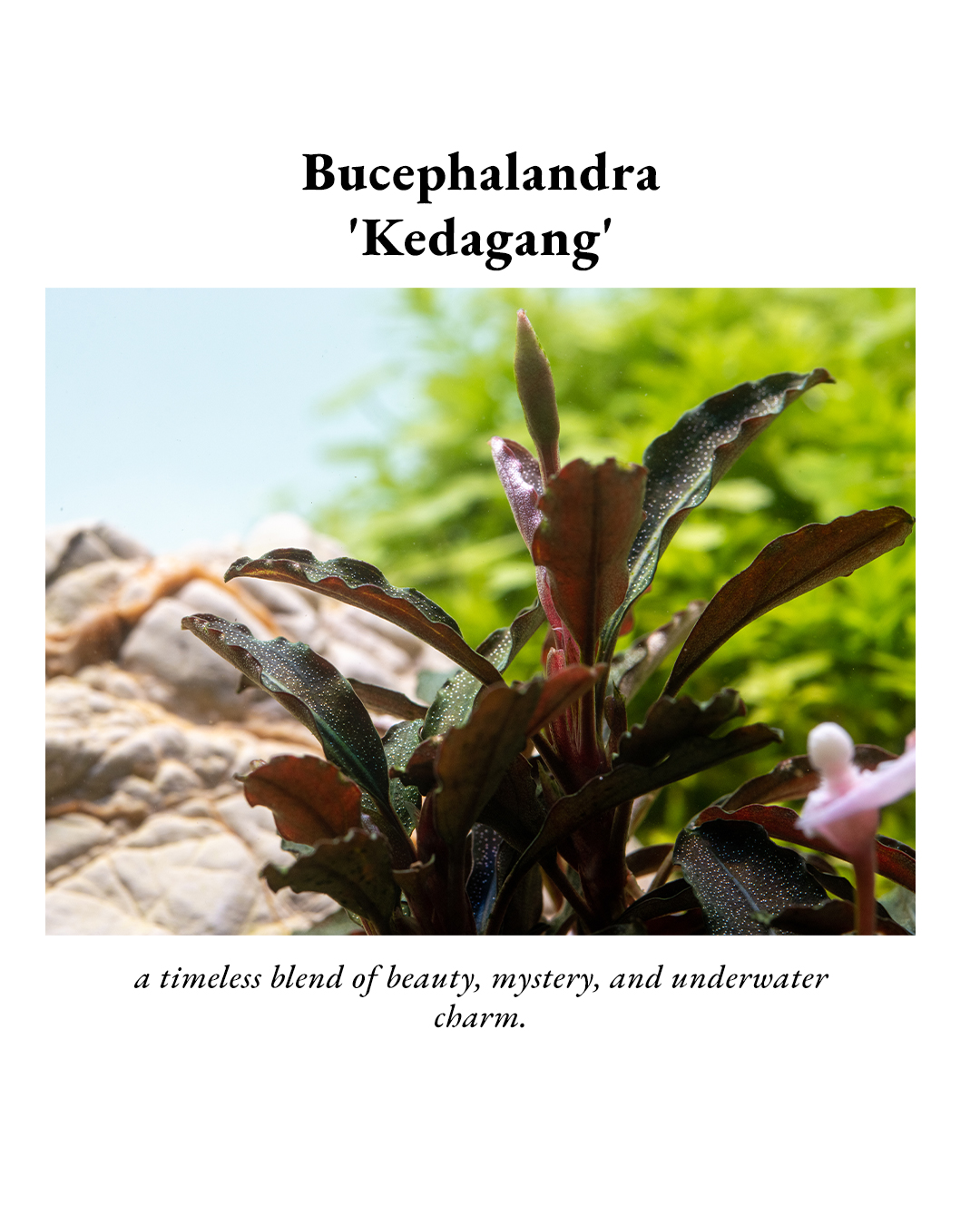 One of the most charming Buce varieties 🌿 Bucephalandra Mahakam
