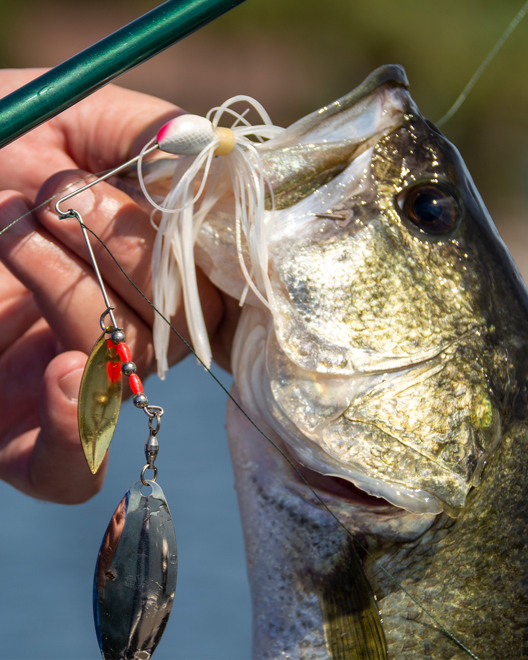 best baitcasting rod for spinnerbaits ALX ZOLO Casting Rosa 6'9" Medium The premier series from ALX Rods to date ICON Spinnerbait Rod - Cashion
