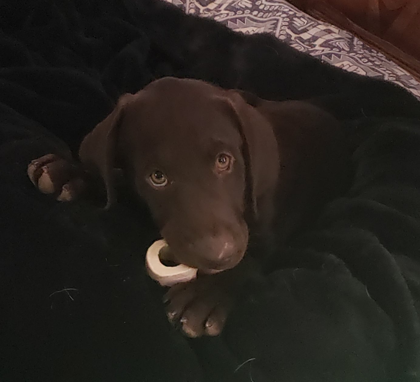 WizeDogs Labradors & Positive All Breed Training Services