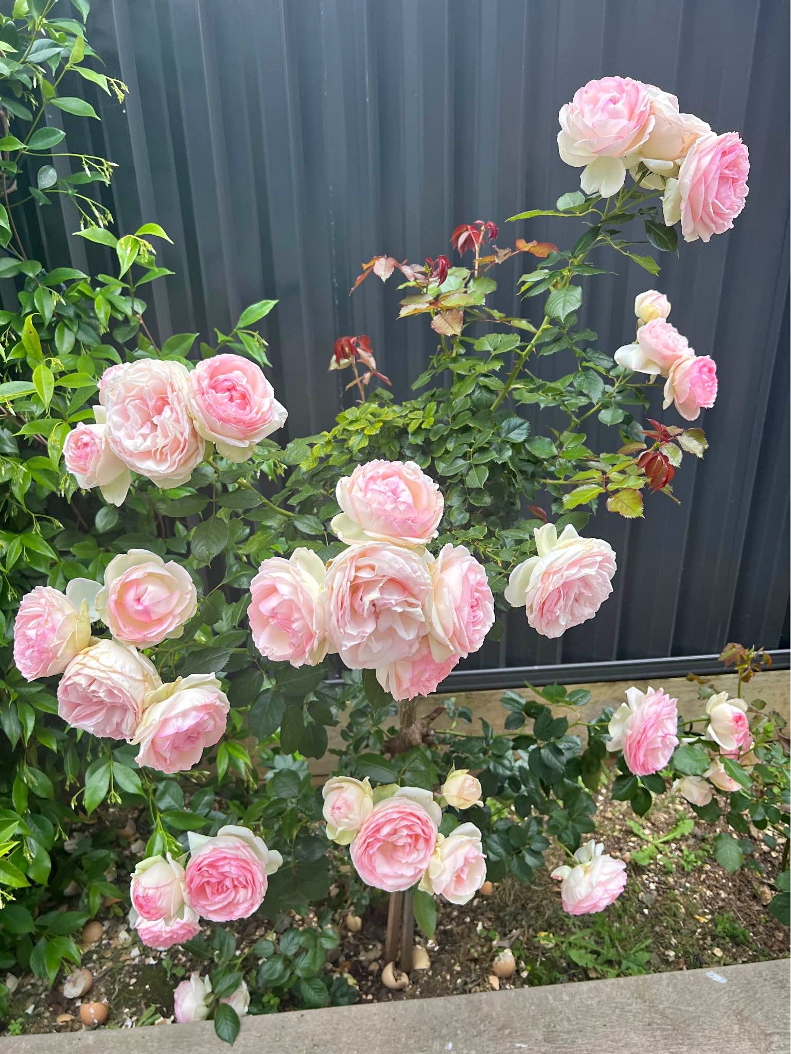 Rose plant - Plants & Seedlings - Canberra, Australian Capital ...