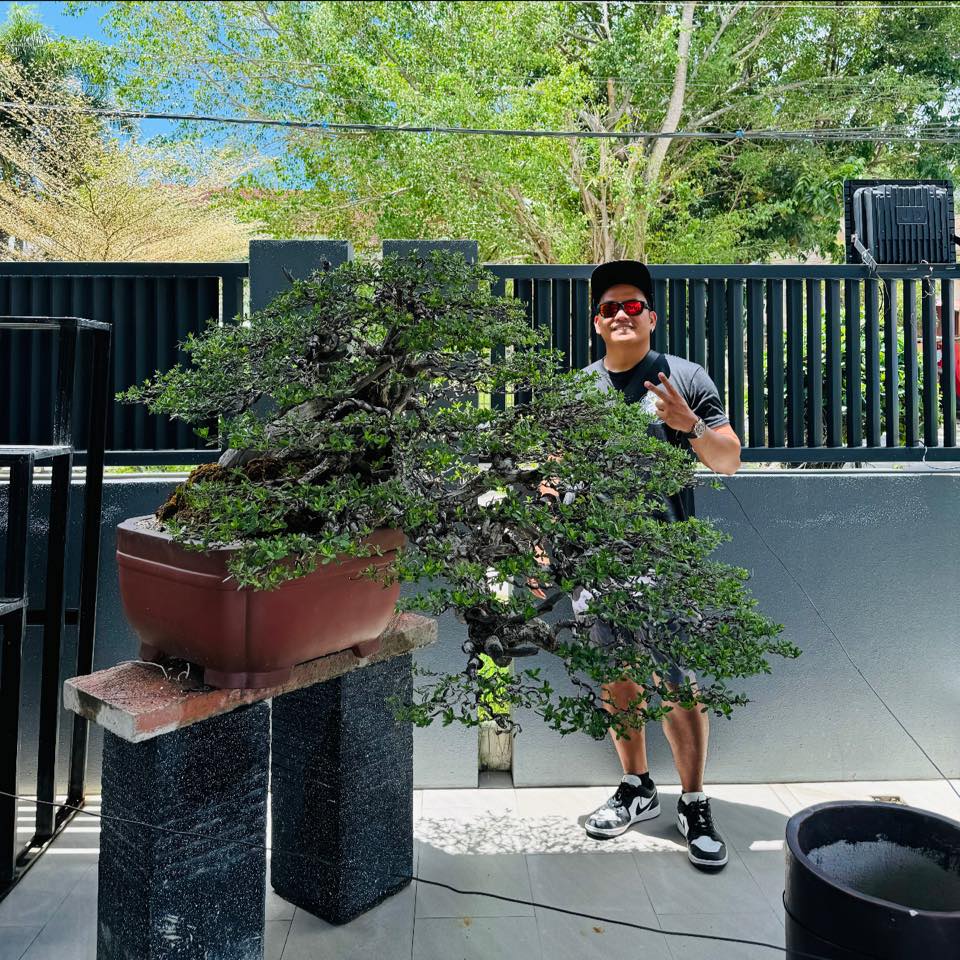 Resoil your bonsai to keep the roots healthy and improve drainage for ...