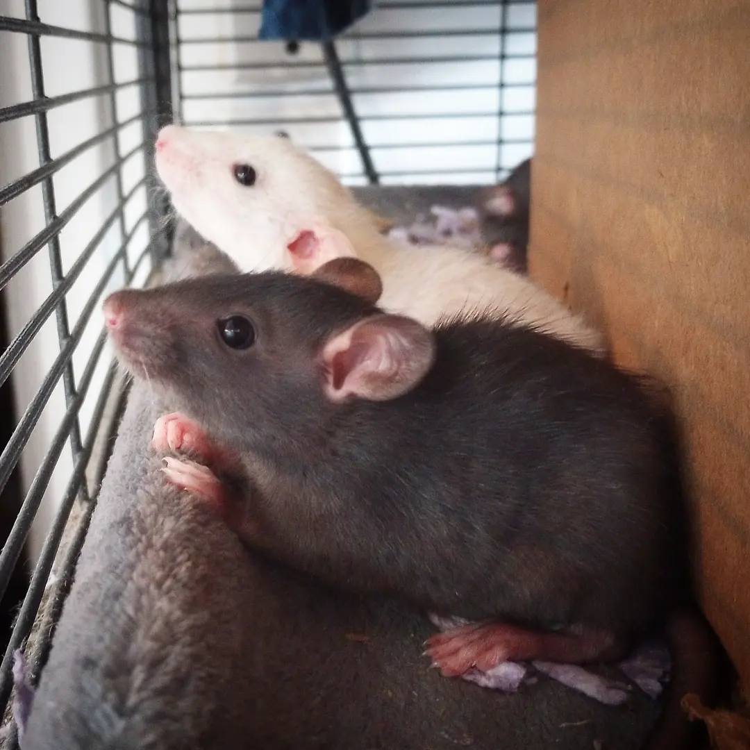 Gardens Clan Rattery - Columbus, OH