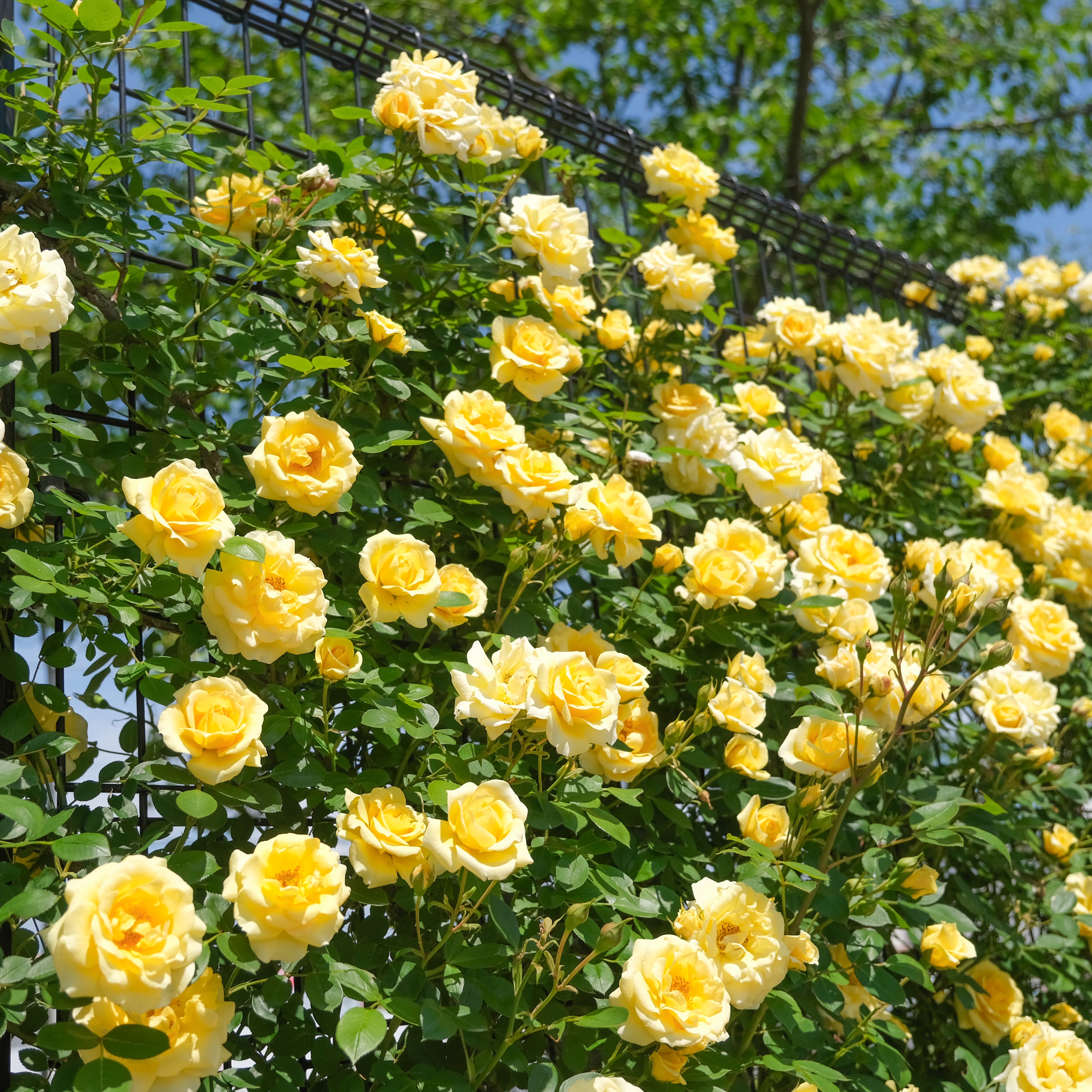 大池 総合 公園