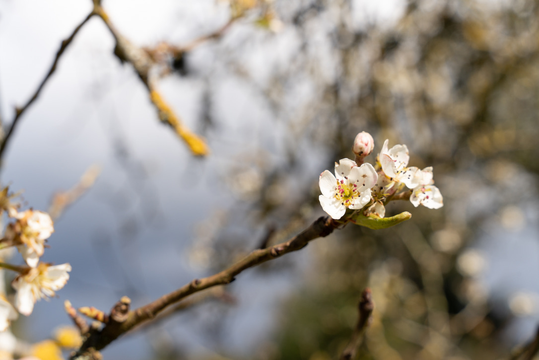 Heritage Apple Grafting Workshop