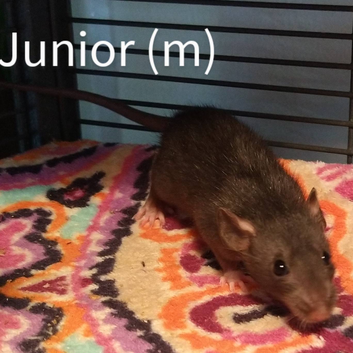 Gardens Clan Rattery - Columbus, OH