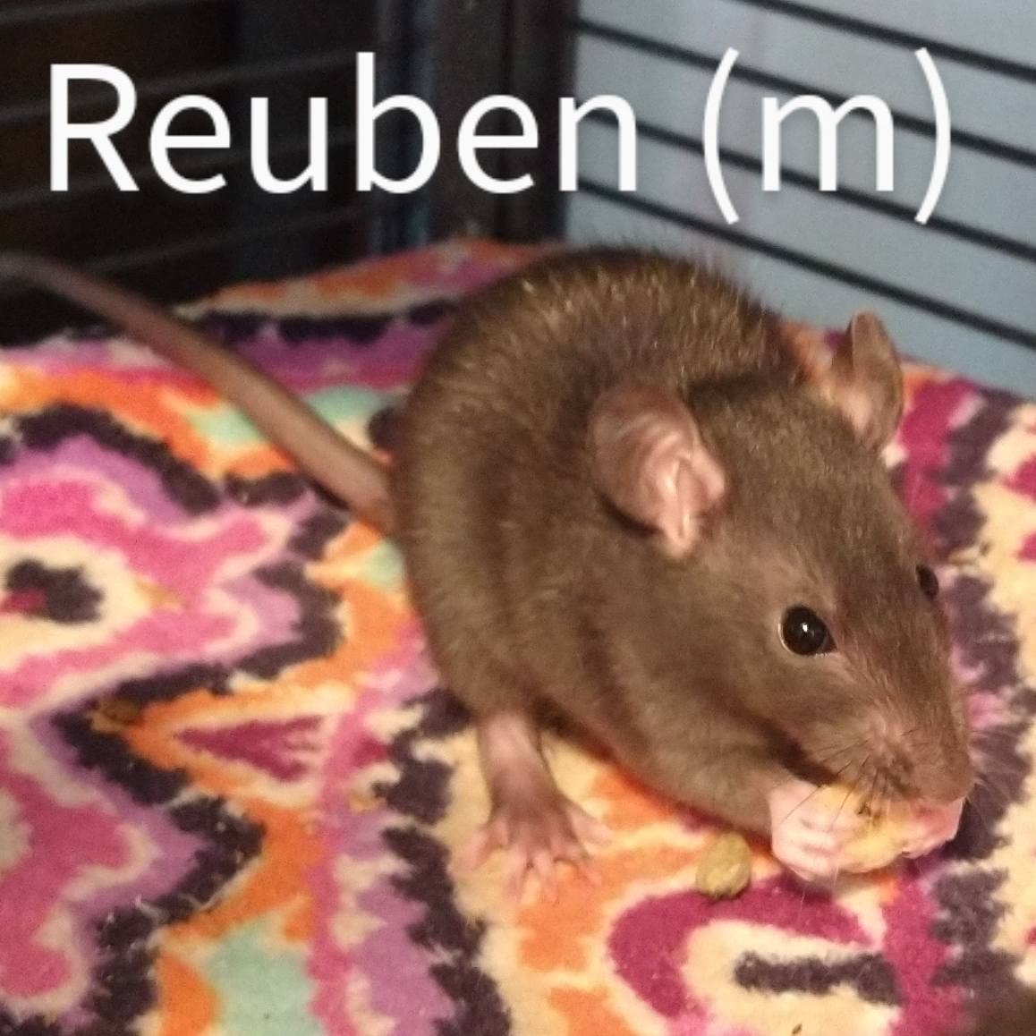 Gardens Clan Rattery - Columbus, OH