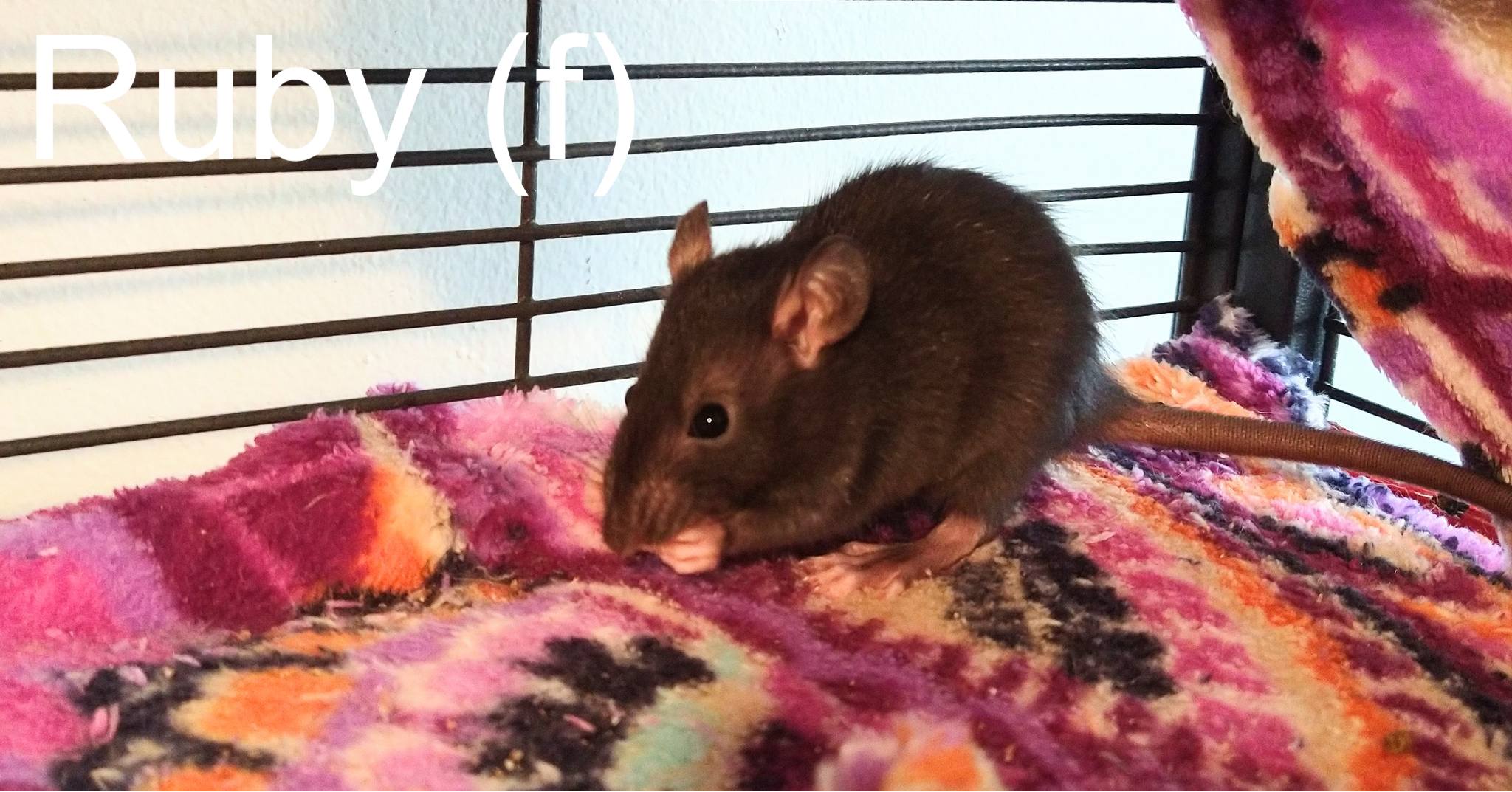 Gardens Clan Rattery - Columbus, OH