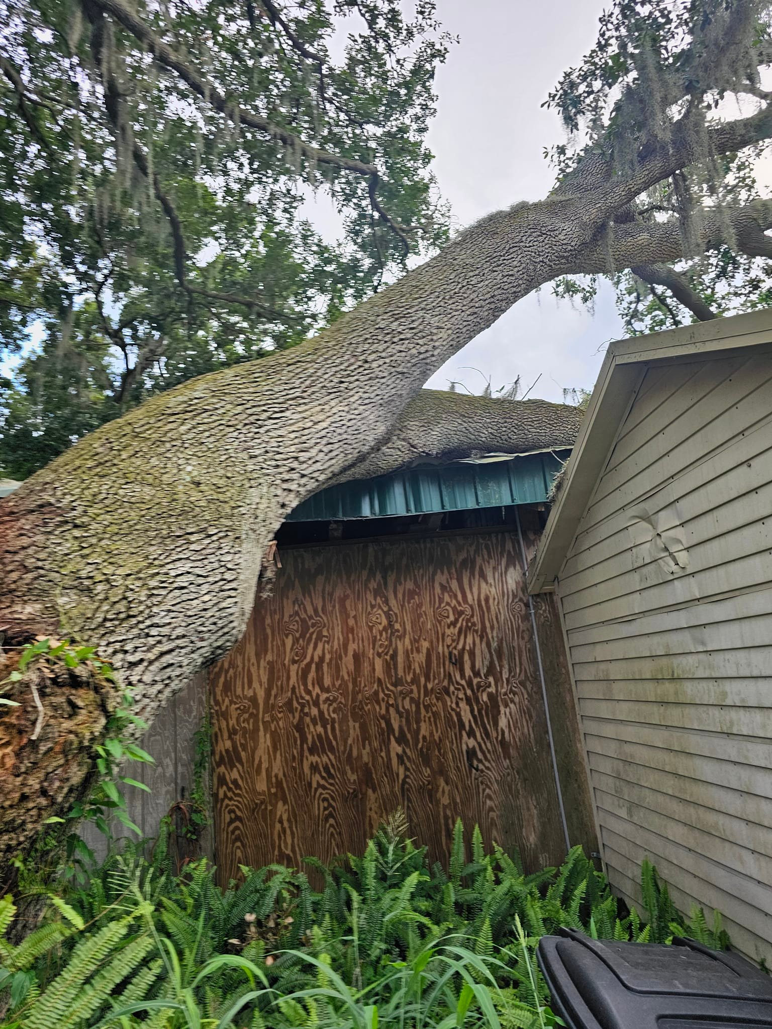 Wade’s tree service | Plant City FL