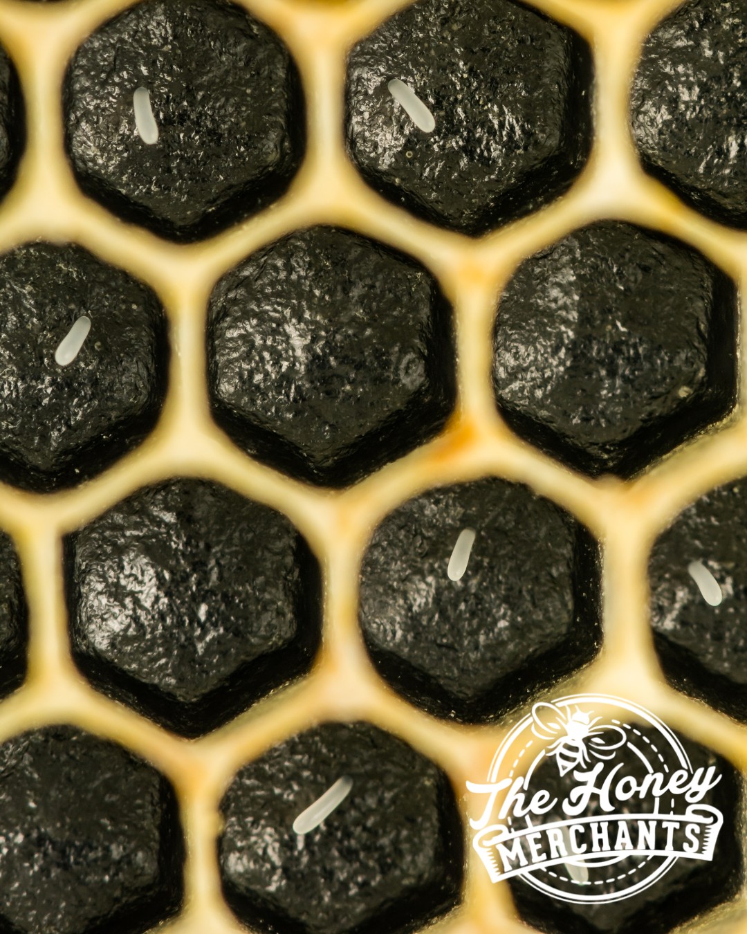 🐝 Tiny but Mighty: The Story of a... - The Honey Merchants | Facebook