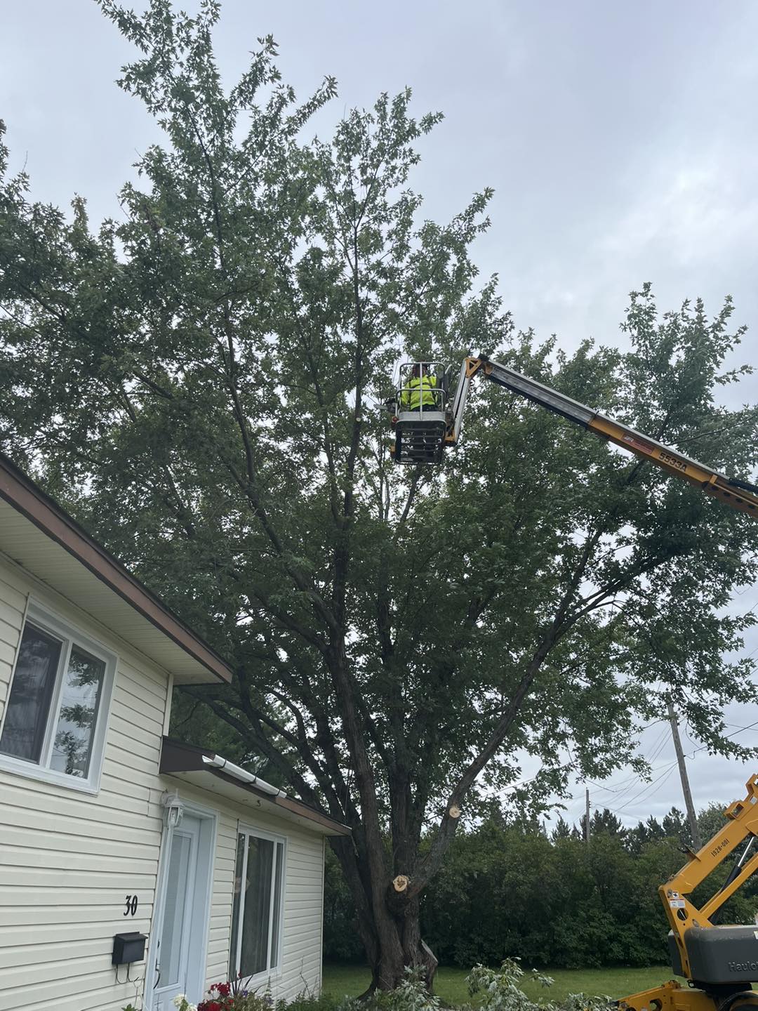 Corboy's Tree Services