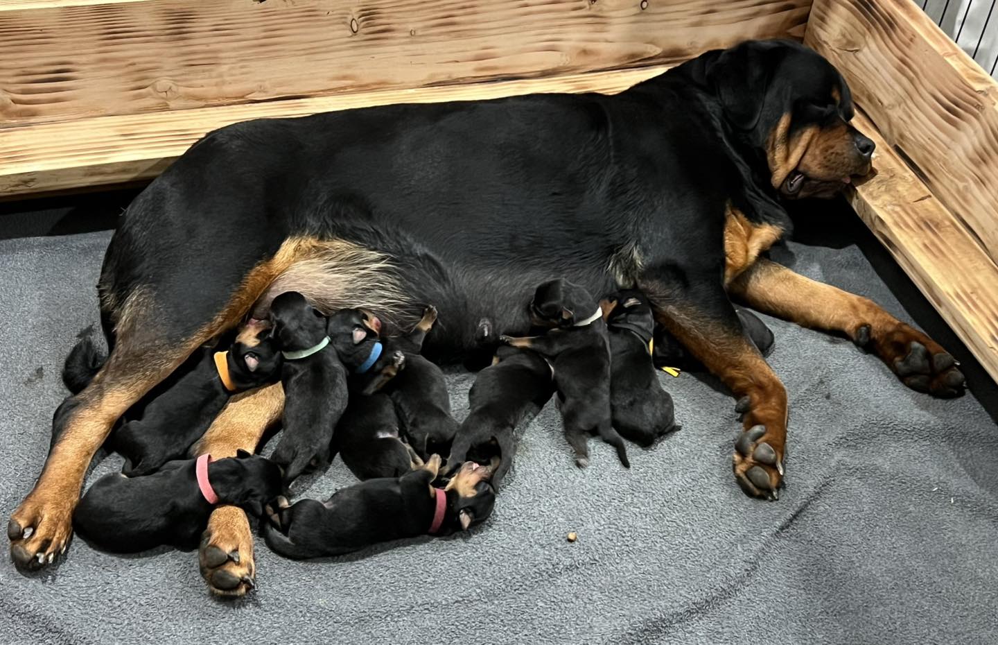 HB Rottweilers | Desert Hills AZ
