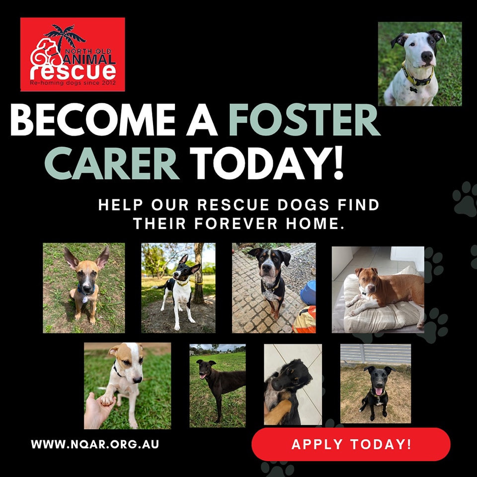 North Qld Animal Rescue Inc. | Cairns QLD