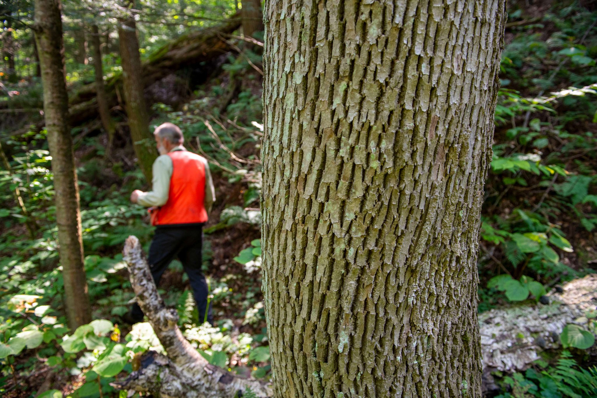 Meet David McMath, a VLT forester who... - Vermont Land Trust | Facebook