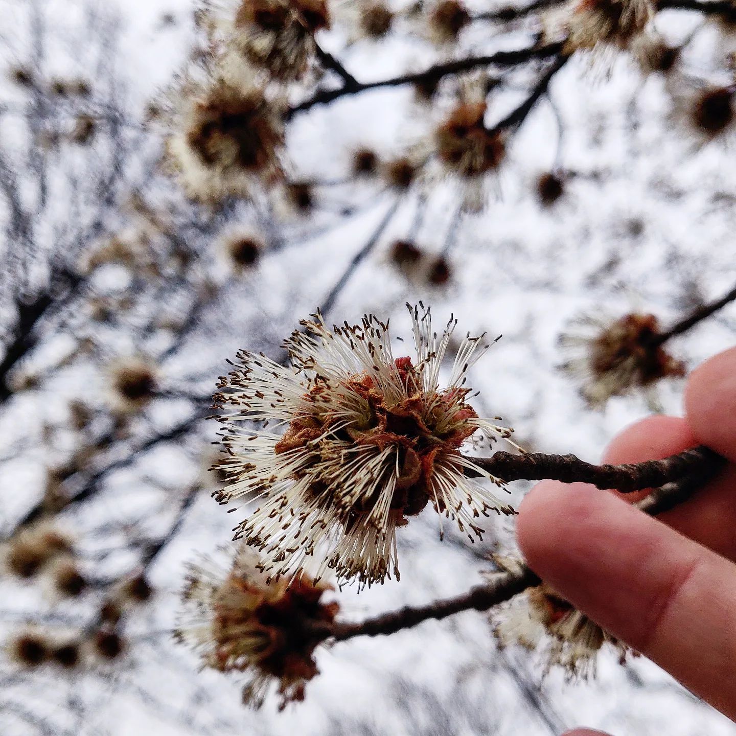 Botanically Speaking